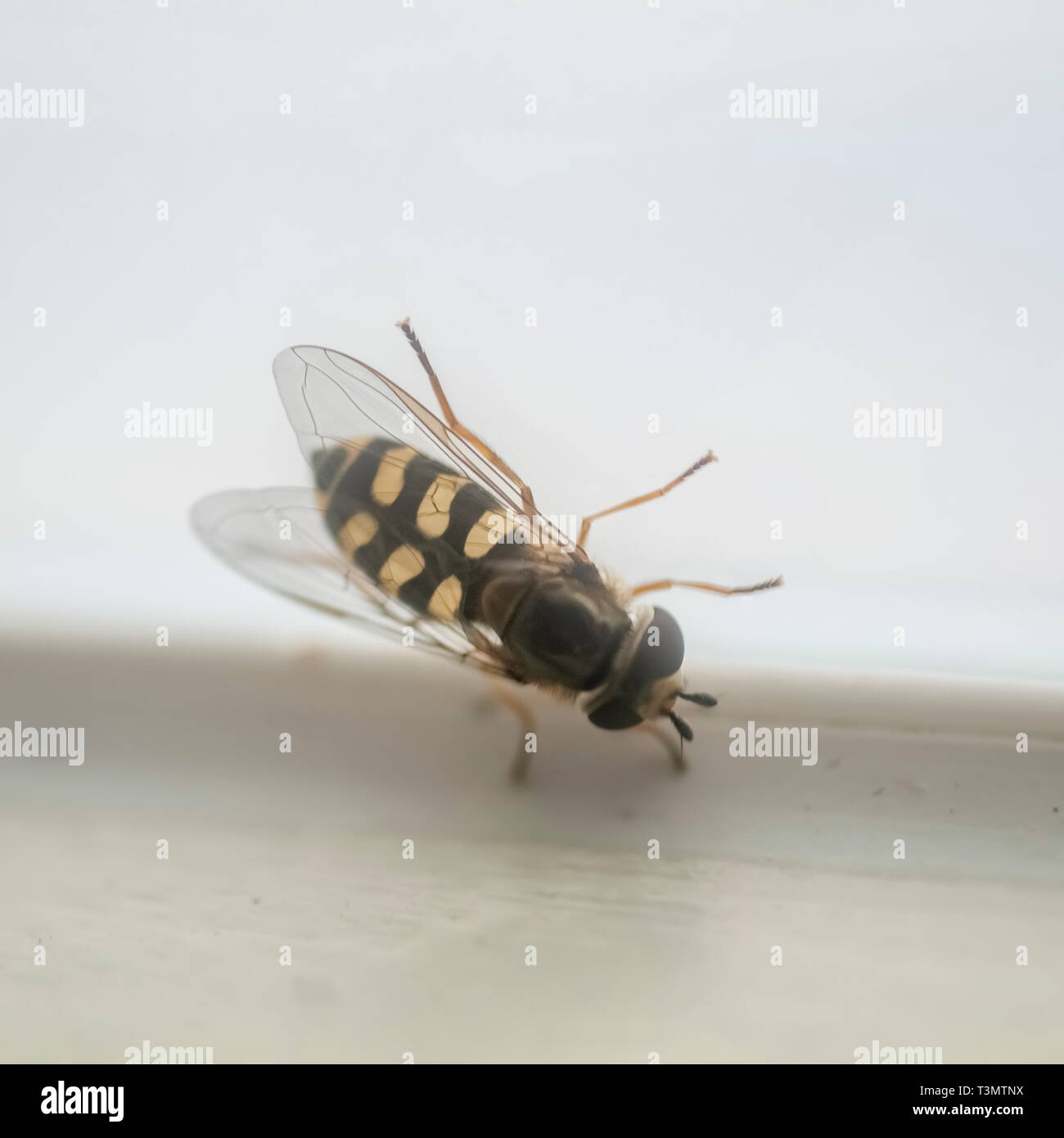 Hoverfly (Syrphus ribesii) imita una vespa nel colore e nella forma su sfondo bianco Foto Stock