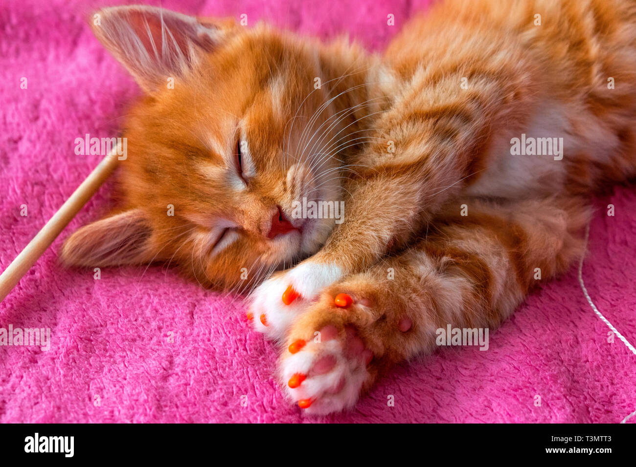 Lo zenzero cat rilassarsi dopo il gioco. la gattina è sdraiato sul suo dorso sul coperchio rosa kitty è in stato di stop Foto Stock