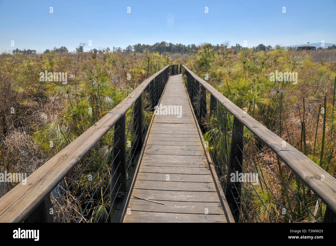 Israele, Valle di Hula, ponte di legno sentiero, lago Agmon in Marzo Foto Stock