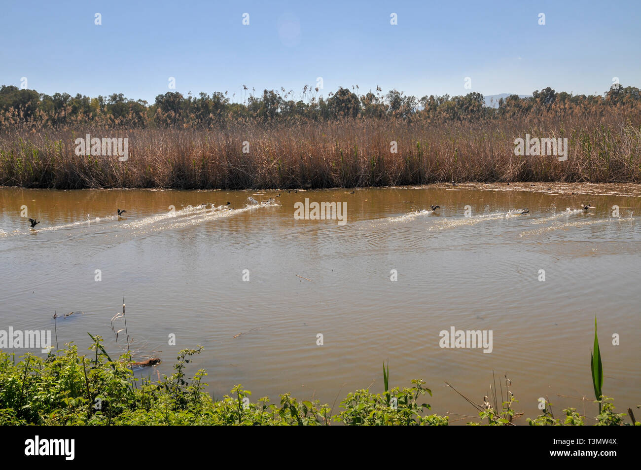 Israele, Valle di Hula, Agmon Lago inverno, Marzo Foto Stock