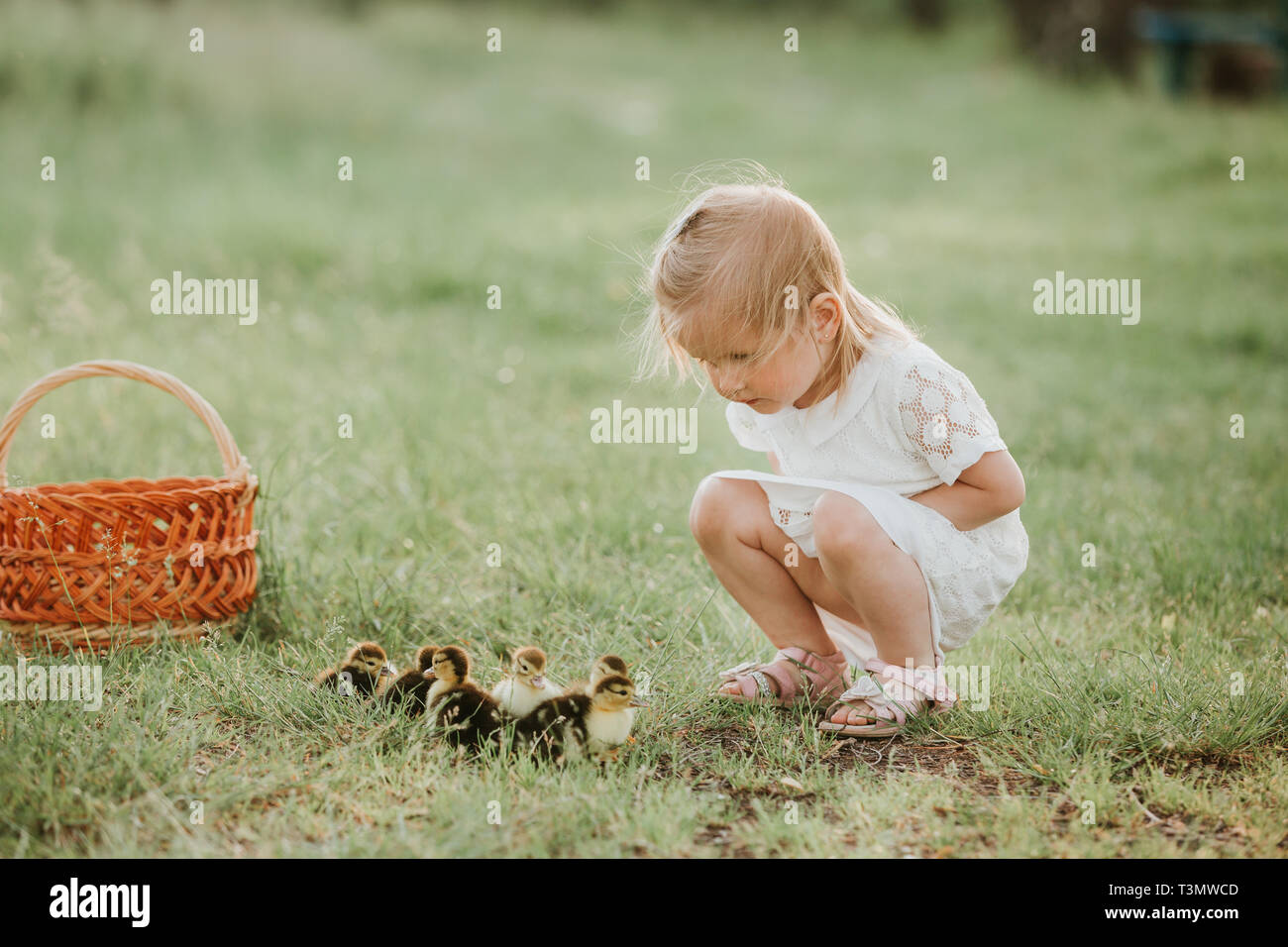 Bambina Gioca Con Le Ochette Ragazze Al Tramonto Con Belle Papere Il Concetto Di Bambini Con Gli Animali Foto Stock Alamy