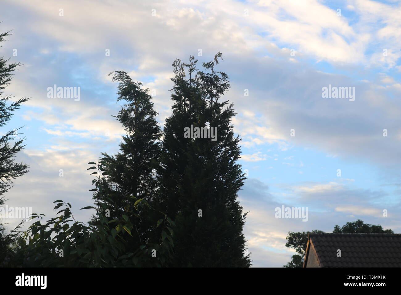 Gli alberi in primo piano e un cielo nuvoloso in background Foto Stock