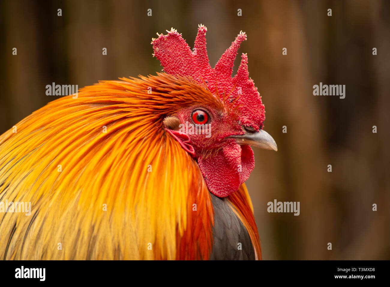 Ritratto della Rooster Foto Stock
