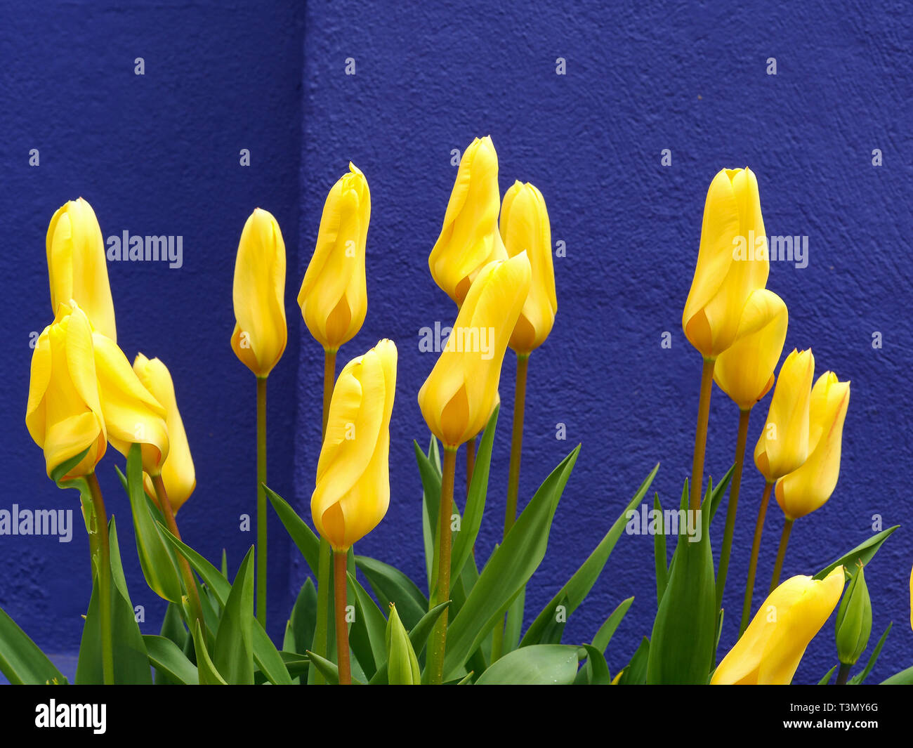 Di colore giallo brillante tulip fiori e boccioli contro un blu scuro dello sfondo a parete Foto Stock