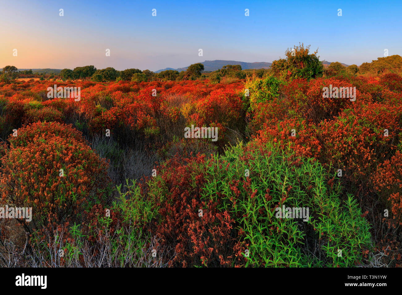 Un sorprendente display di erbe aromatiche in campagna vicino al sito archeologico di Nuraghe Appiu, Villanova Monteleone, Sardegna, Italia Foto Stock