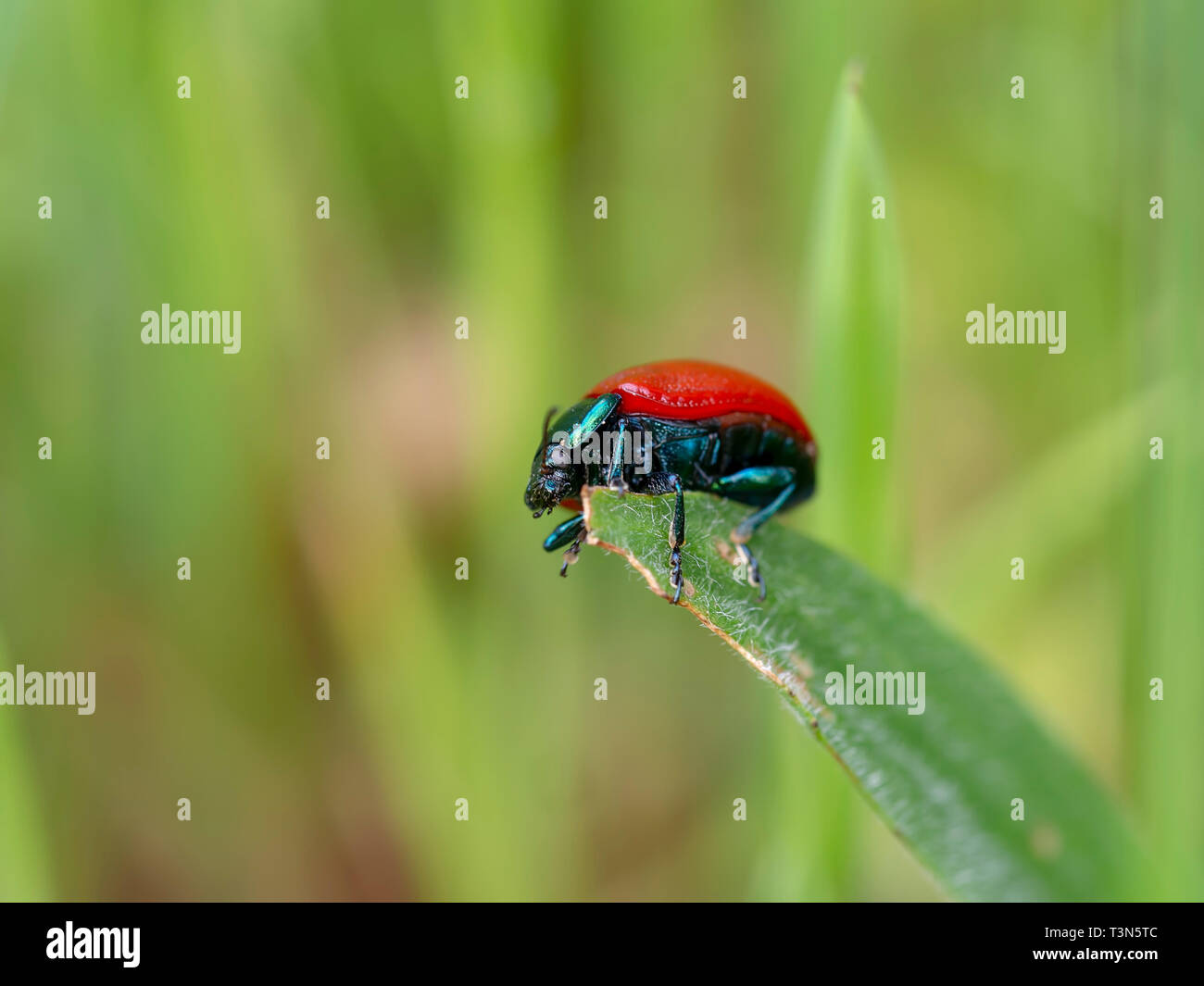 Chrysolina grossa, red leaf beetle, sull'erba. Verde cangiante e rosso brillante. Close up. Foto Stock