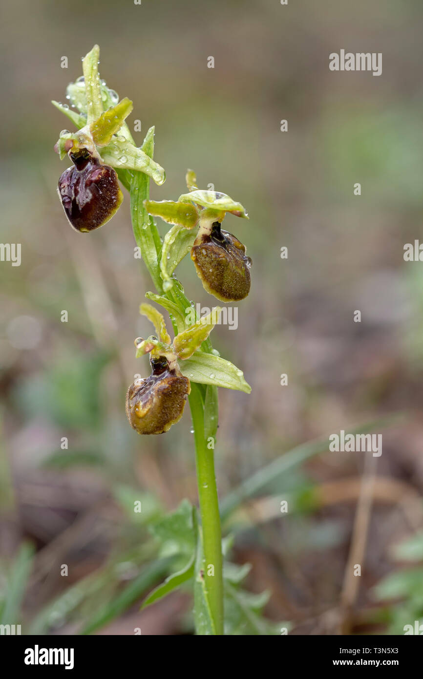 Ophrys sphegodes, aka inizio spider-orchid dopo la pioggia. Millefiori. Foto Stock