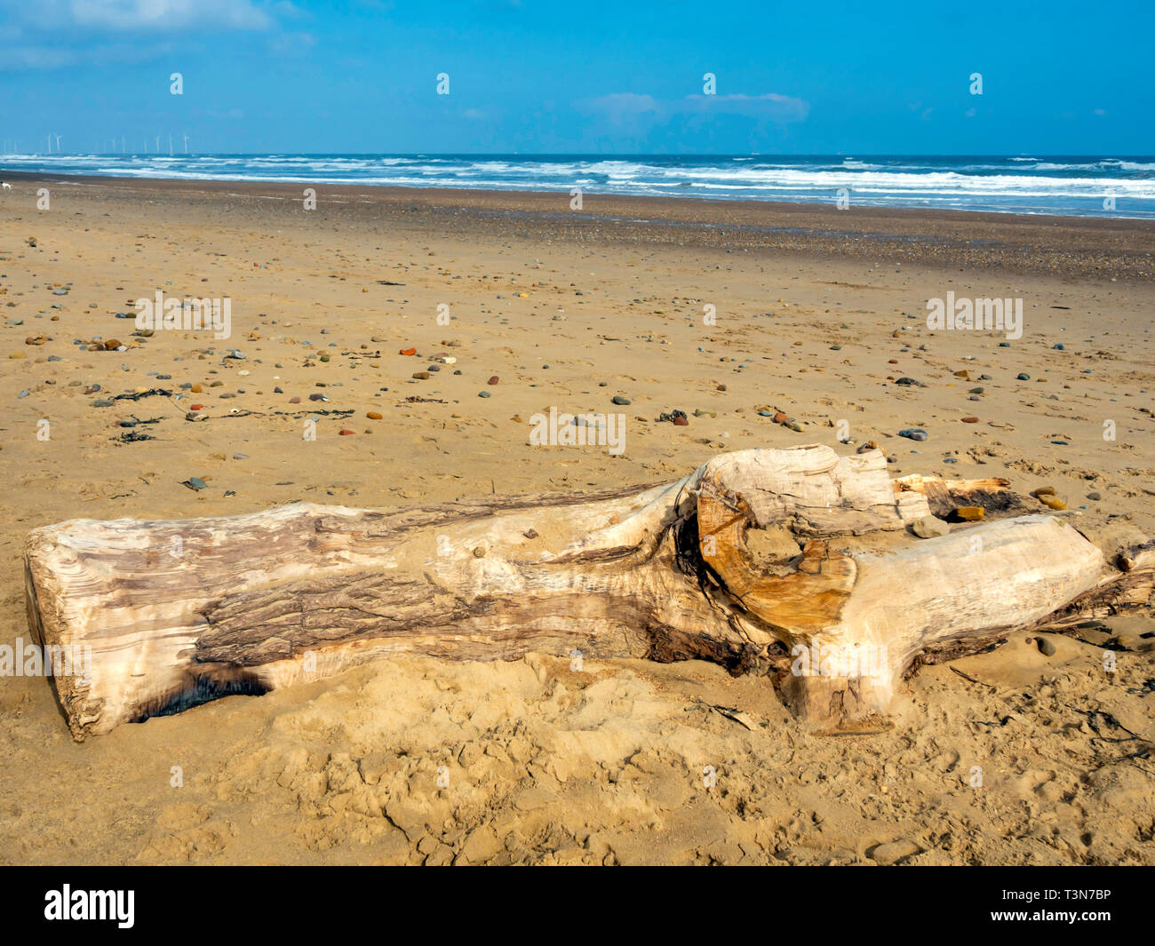 Un grande pezzo di driftwood, parte di una struttura ad albero che giace su di una larga spiaggia di sabbia sul North Yorkshire Coast con lontana fattoria eolica Foto Stock