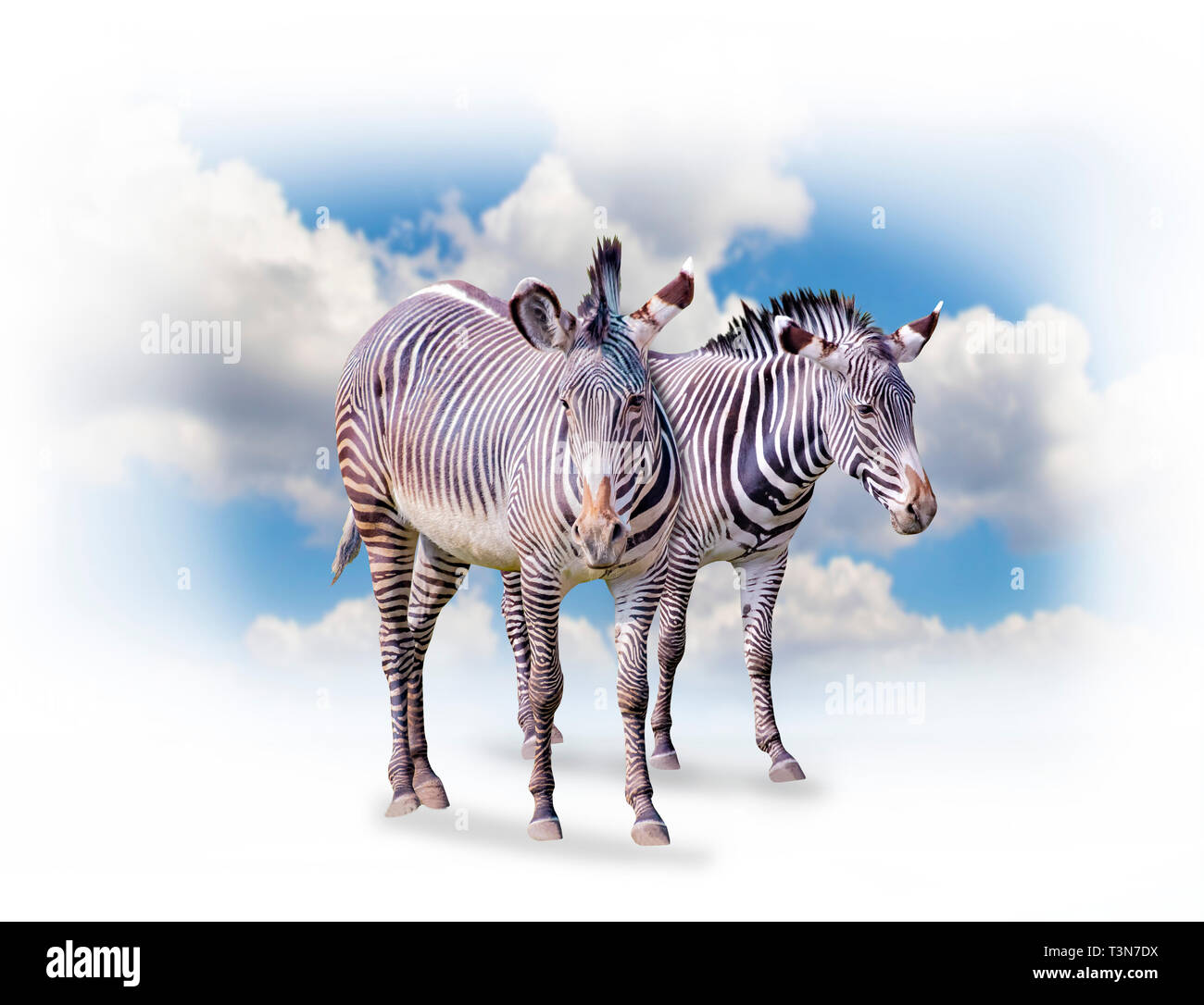 Un gruppo di zebre isolati su sfondo bianco in Africa. Dietro di loro è il blu del cielo. Si tratta di uno sfondo naturale con animali africani. Foto Stock