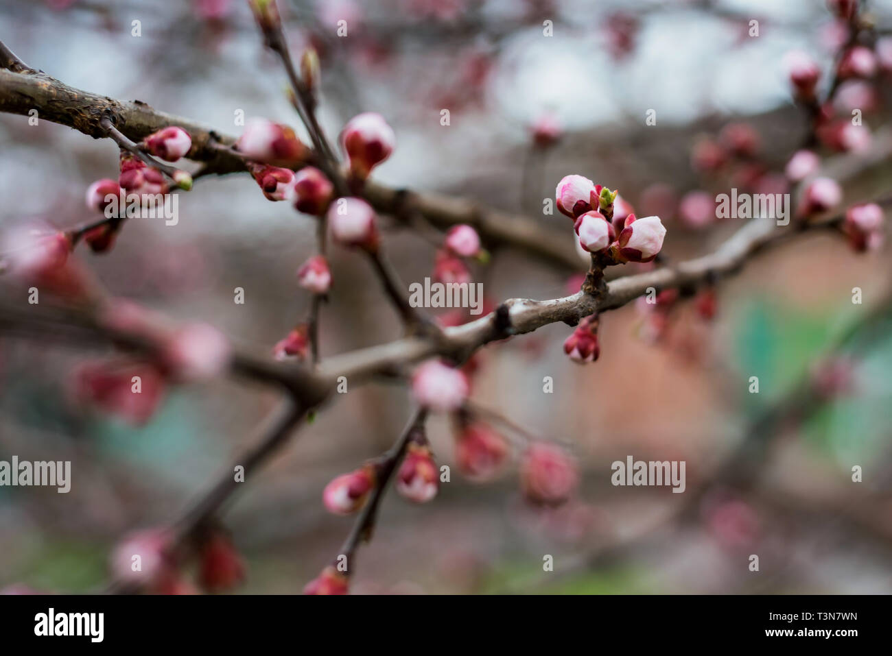 Fiore di primavera: Ramo di ciliegio con boccioli su sfondo giardino Foto  stock - Alamy