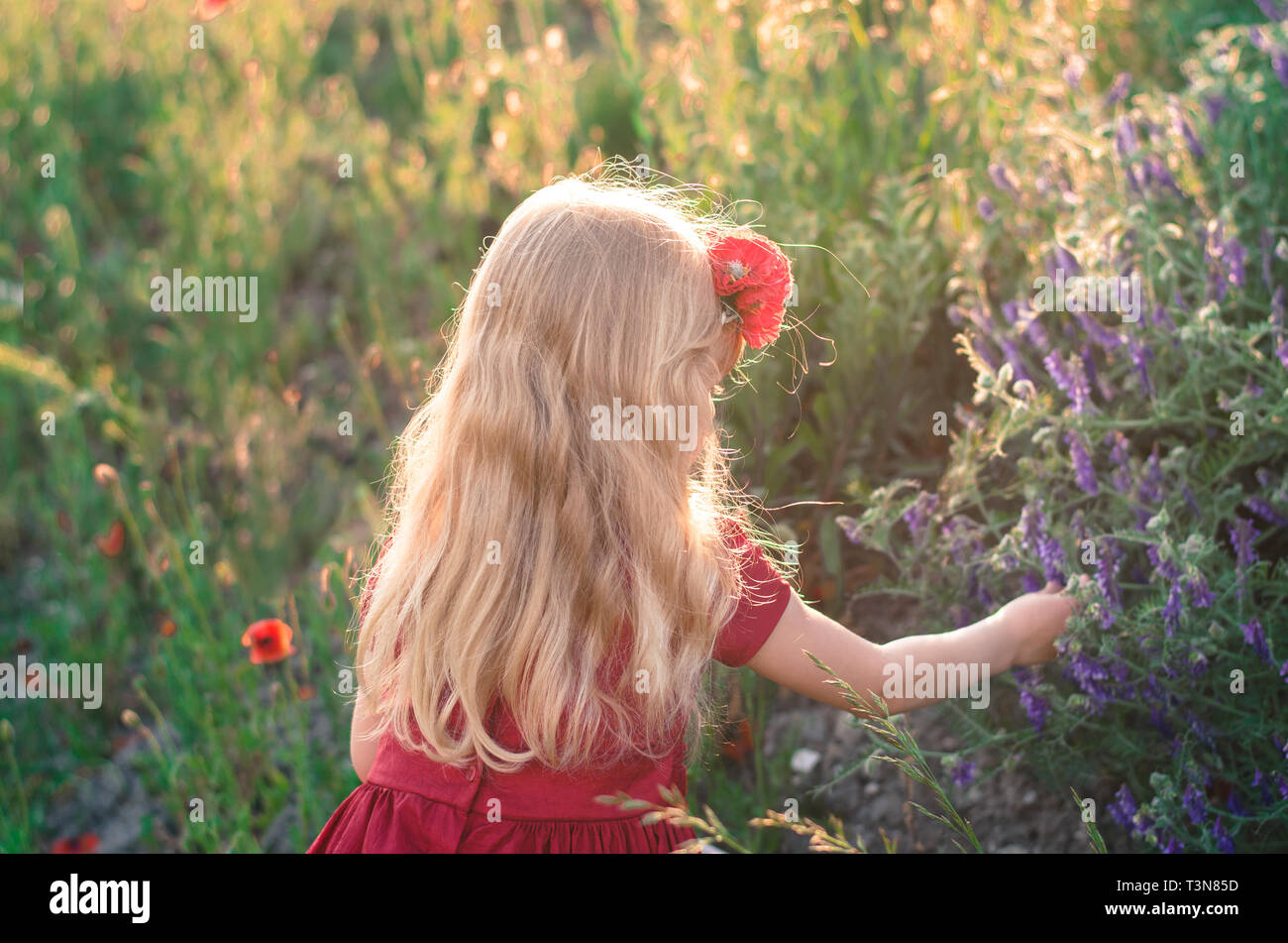 Piccola ragazza con lunghi capelli biondi a caccia di fiori vista posteriore Foto Stock
