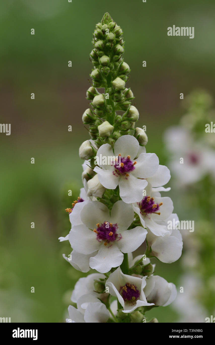 Close up di foglia di ortica mullein (Molène chaixii) in fiore Foto Stock