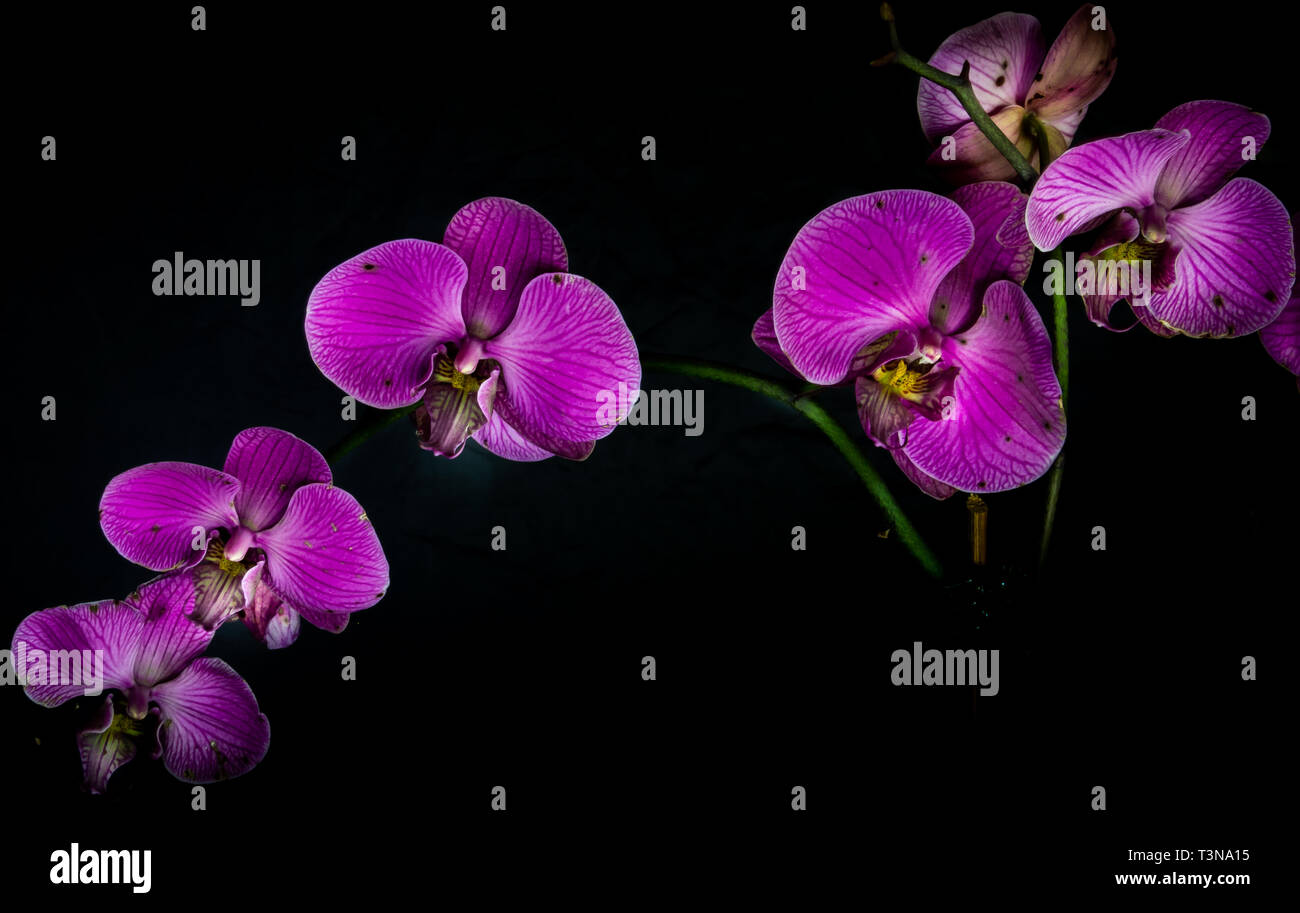Luce Dipinta Orchid Foto Stock