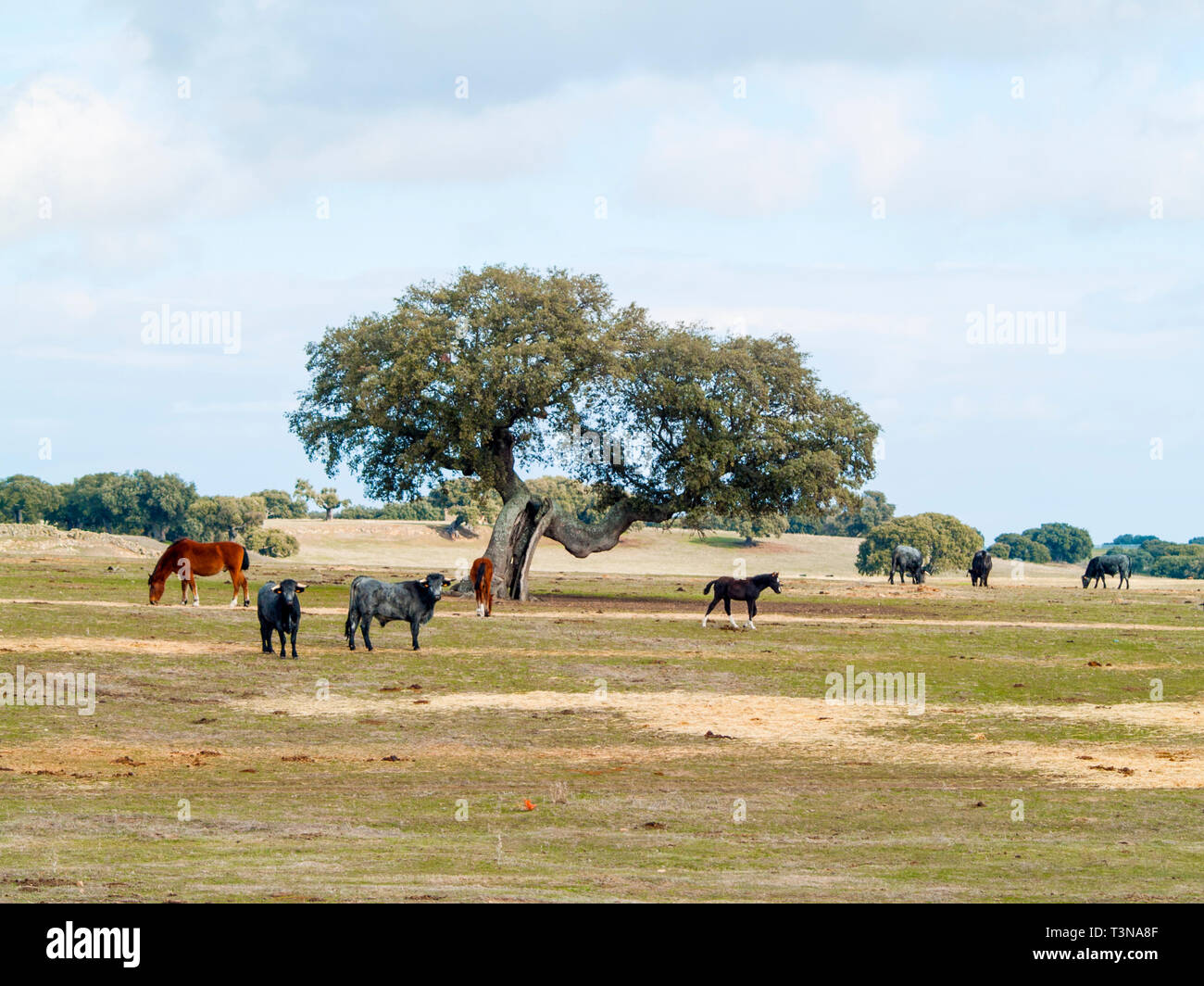 Cavalli e vacche di razza morucha pascolare insieme nella dehesa a Salamanca (Spagna). Ecologico di ampio concetto di bestiame. Foto Stock