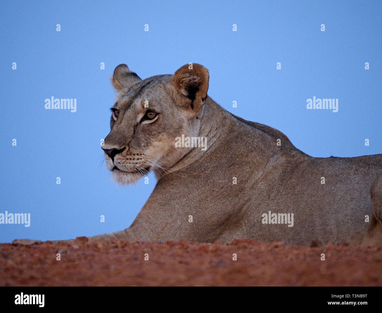 Occhio per occhio con serena leonessa per adulti (Panthera leo) femmina lion giacente sulla terra rossa contro il cielo blu al tramonto nel Conservancy Galana, Kenya, Africa Foto Stock