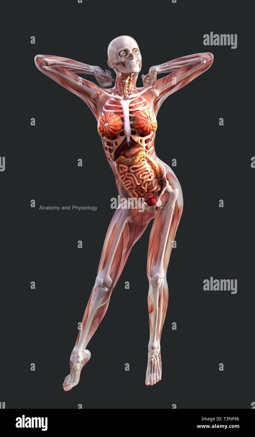 3d illustrazione umano di uno scheletro femminile sistema muscolare, osso e sistema digestivo con tracciato di ritaglio Foto Stock