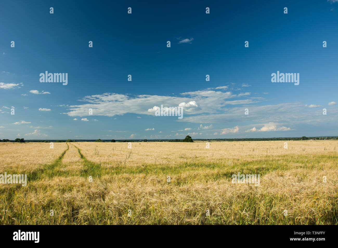 Campo di grano, orizzonte e cielo blu Foto Stock