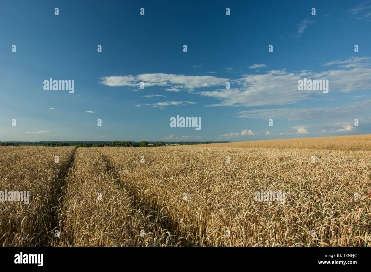 Percorso tecnologico attraverso un campo di grano, Horizon e nuvole bianche su un cielo blu Foto Stock
