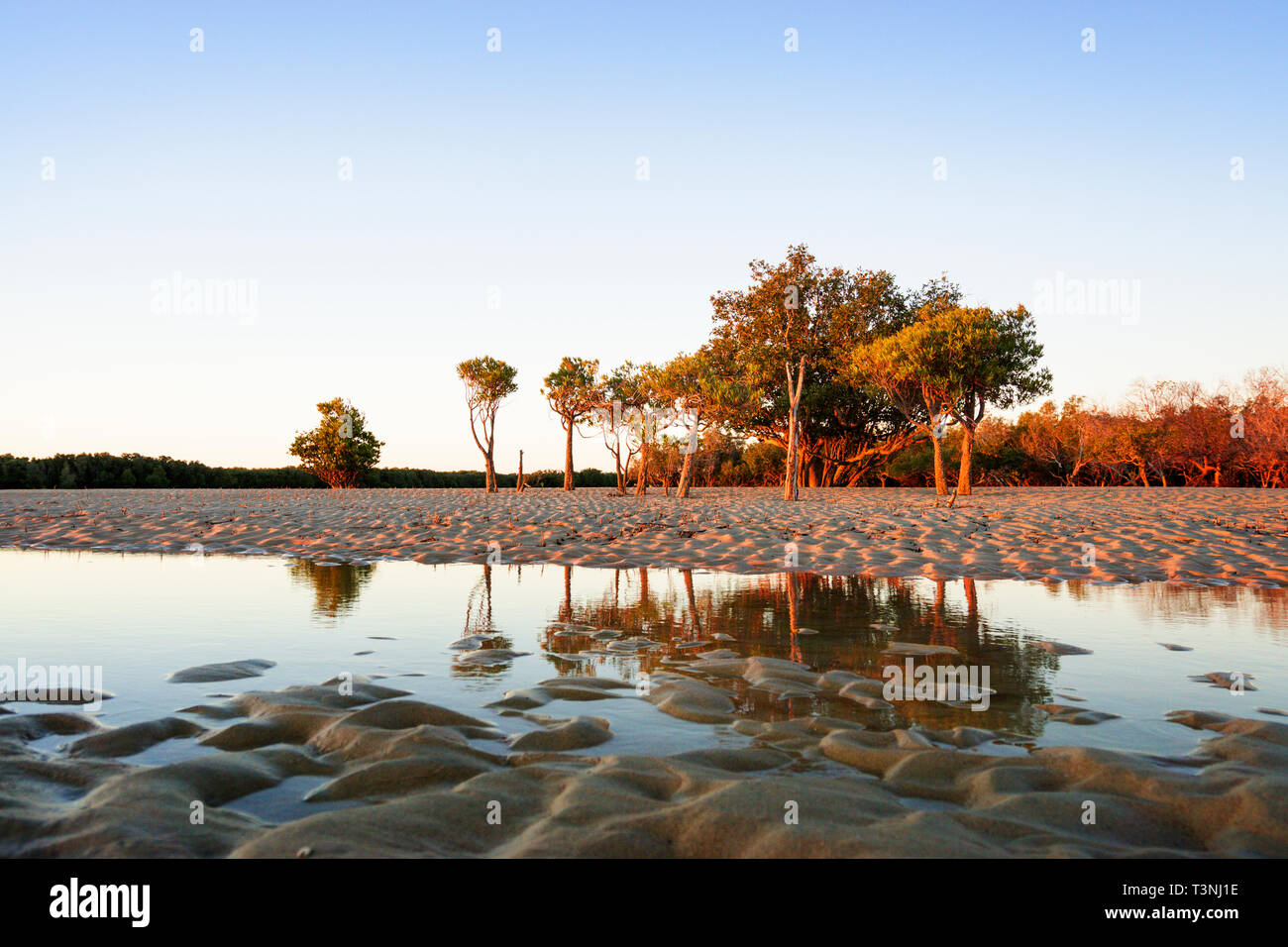 Mangrovie che crescono su sabbia piane di marea porto Smith Western Australia Foto Stock