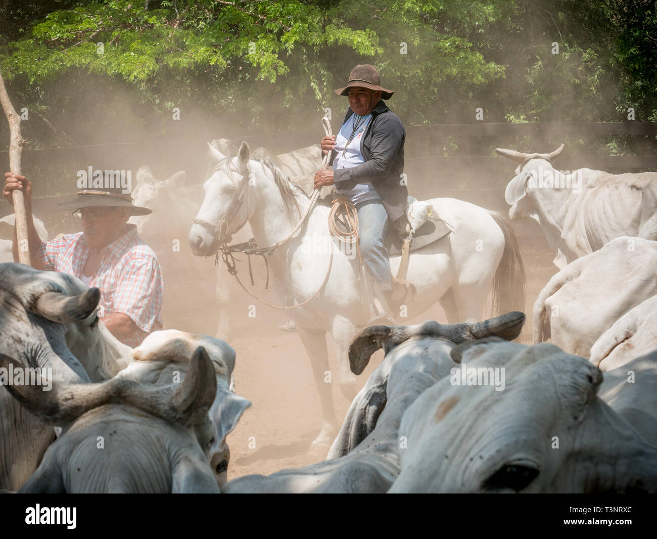 Febbraio 9, 2019 - Finca El ParaÃ-So/Yopal, Casanare, Colombia - cow boys visti lavorare sul bestiame al El ParaÃ-così farm.cowboys colombiano avendo cura di vacche nella regione di Casanare, orientale della Colombia, tra l'ES, il fiume Orinoco e il confine con il Venezuela. Queste sono le pianure e i pascoli con ampia fiumi e paludi, una regione di grande biodiversità. Ma oggi è in pericolo a causa del cambiamento climatico. Credito: Jana Cavojska SOPA/images/ZUMA filo/Alamy Live News Foto Stock