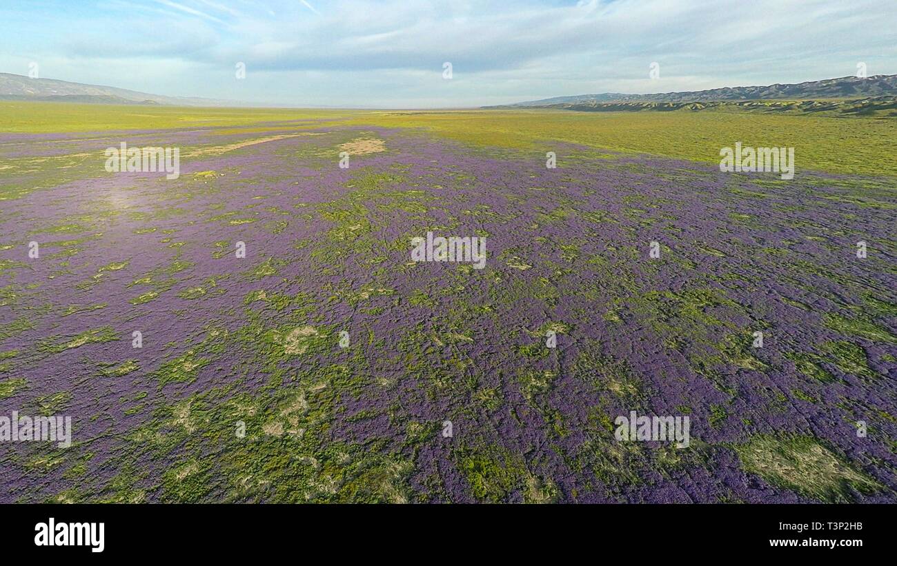 San Luis Obispo County, California, Stati Uniti d'America. 10 Aprile, 2019. Coperchio di fiori di campo normalmente colline sterili di Carrizo Plain monumento nazionale durante il super bloom Aprile 10, 2019 in San Luis Obispo County, California. Dopo diverse settimane di un sorprendente display super bloom è atteso a svanire come le temperature cominciano a salire nella regione. Credito: Planetpix/Alamy Live News Foto Stock