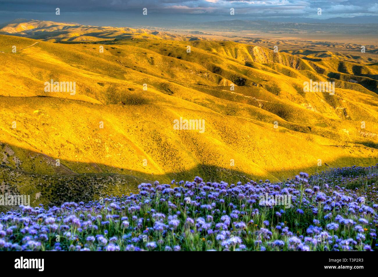 San Luis Obispo County, California, Stati Uniti d'America. 10 Aprile, 2019. Masse di fiori selvatici coprono normalmente colline sterili di Carrizo Plain monumento nazionale durante il super bloom Aprile 10, 2019 in San Luis Obispo County, California. Dopo diverse settimane di un sorprendente display super bloom è atteso a svanire come le temperature cominciano a salire nella regione. Credito: Planetpix/Alamy Live News Foto Stock