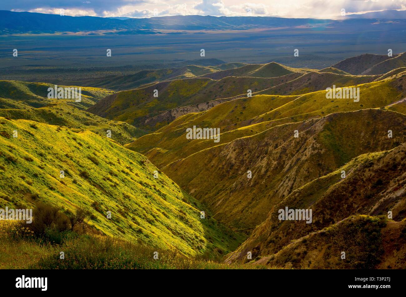 San Luis Obispo County, California, Stati Uniti d'America. 10 Aprile, 2019. Masse di fiori selvatici coprono normalmente colline sterili di Carrizo Plain monumento nazionale durante il super bloom Aprile 10, 2019 in San Luis Obispo County, California. Dopo diverse settimane di un sorprendente display super bloom è atteso a svanire come le temperature cominciano a salire nella regione. Credito: Planetpix/Alamy Live News Foto Stock