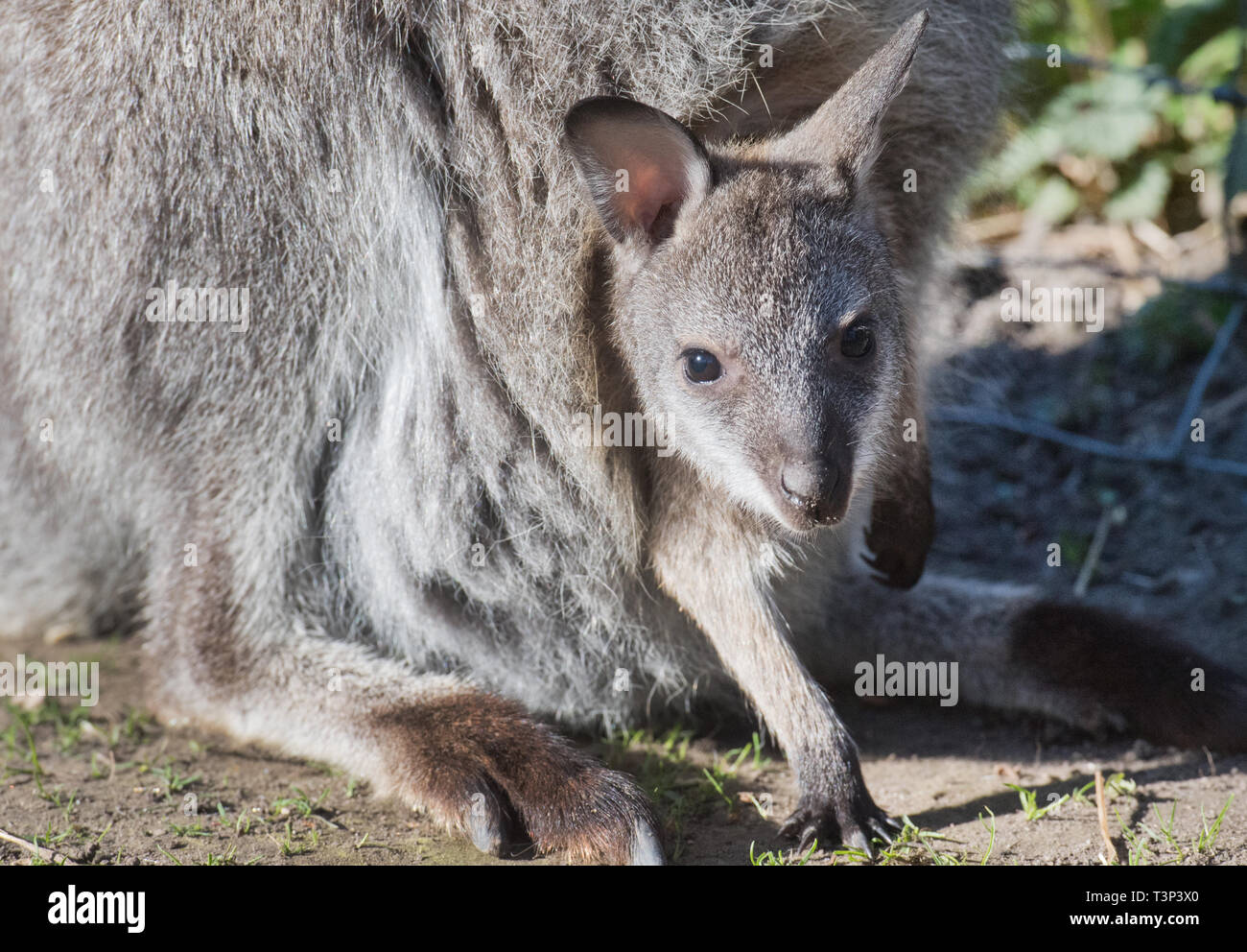 Stralsund, Germania. Decimo Apr, 2019. Un canguro baby in Stralsund Zoo mette la sua testa fuori della sua madre in borsa. È il solo stato che mostra al visitatore per un paio di giorni. Se il Piccolo canguro di Bennett è un maschio o una femmina non è ancora noto con i detentori di animali. Credito: Stefan Sauer/dpa-Zentralbild/dpa/Alamy Live News Foto Stock