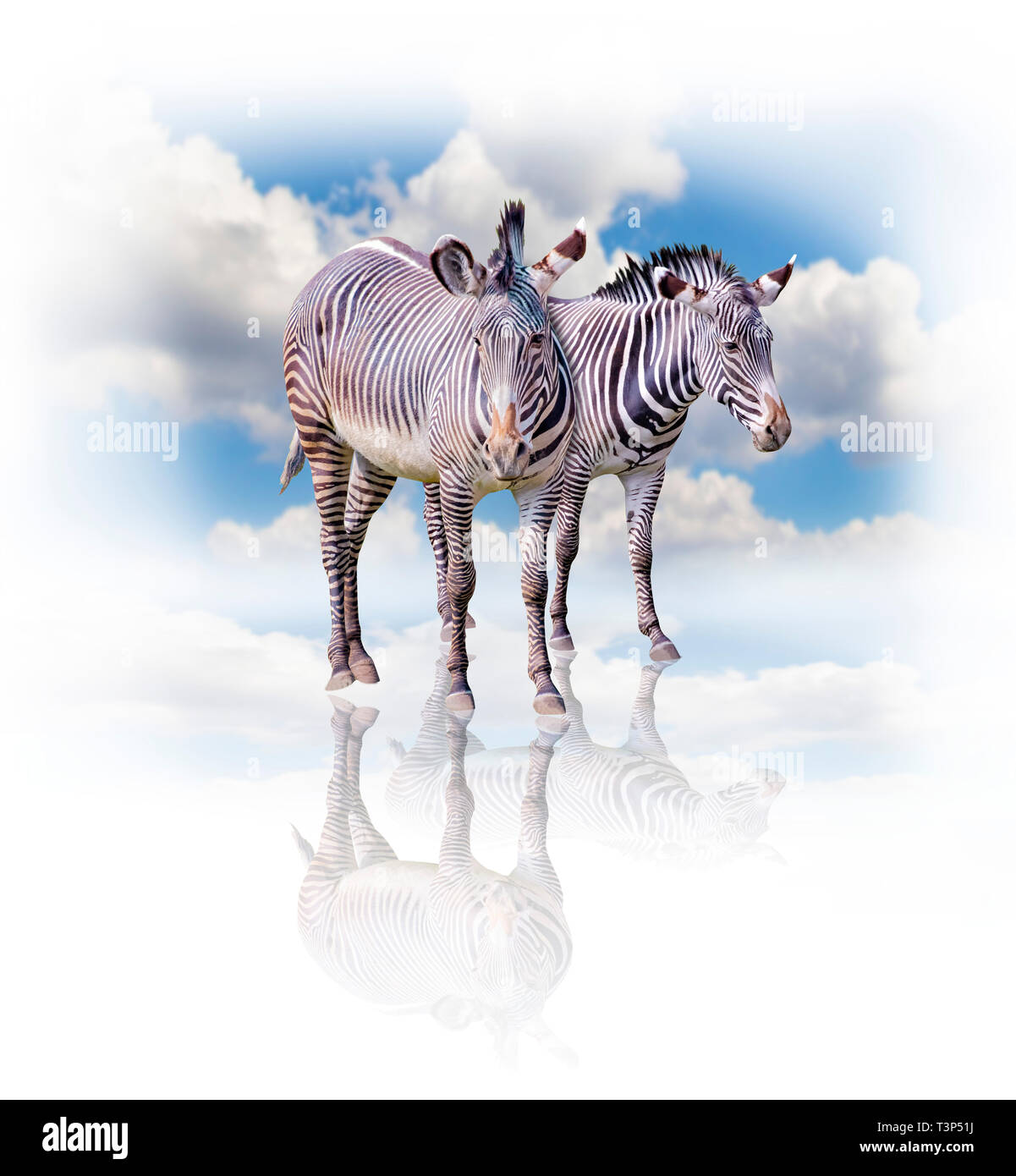 Un gruppo di zebre isolati su sfondo bianco in Africa. Dietro di loro è il blu del cielo. La loro ombra si riflette sul terreno. Si tratta di un naturale Foto Stock