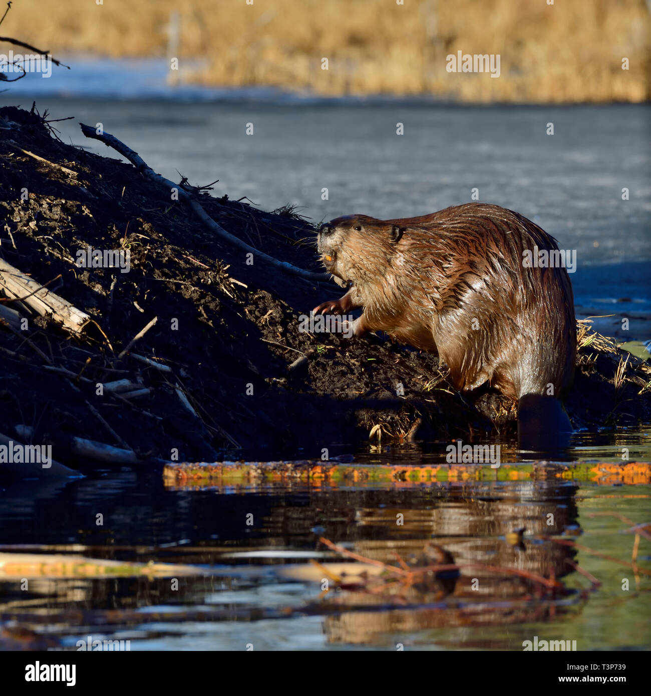 Un castoro selvatico (Castor canadensis); salendo sul piede fangosi del suo beaver casa in beaver pond a Hinton Alberta Canada. Foto Stock