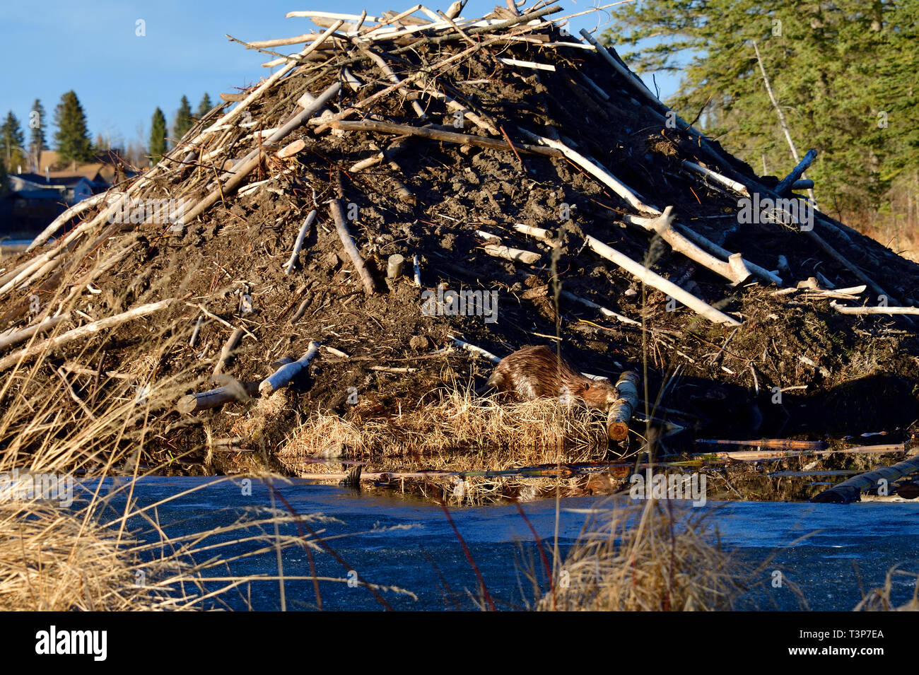 Un'immagine orizzontale del castoro lodge alla fine del lago di Maxwell a Hinton Alberta Canada. Foto Stock