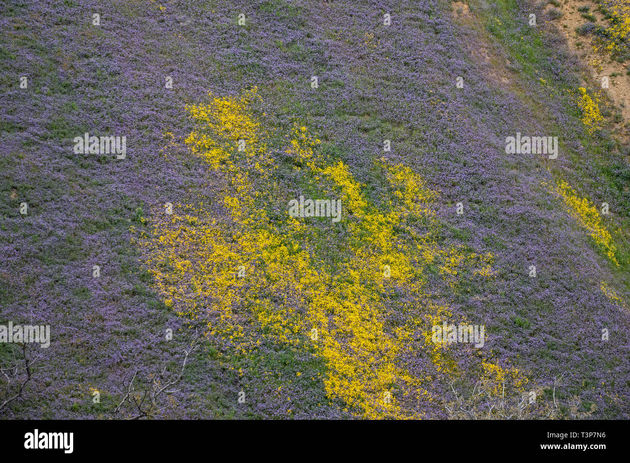 Super Bloom su CA Autostrada 58 entrando nel Carrizo Plain, California Foto Stock