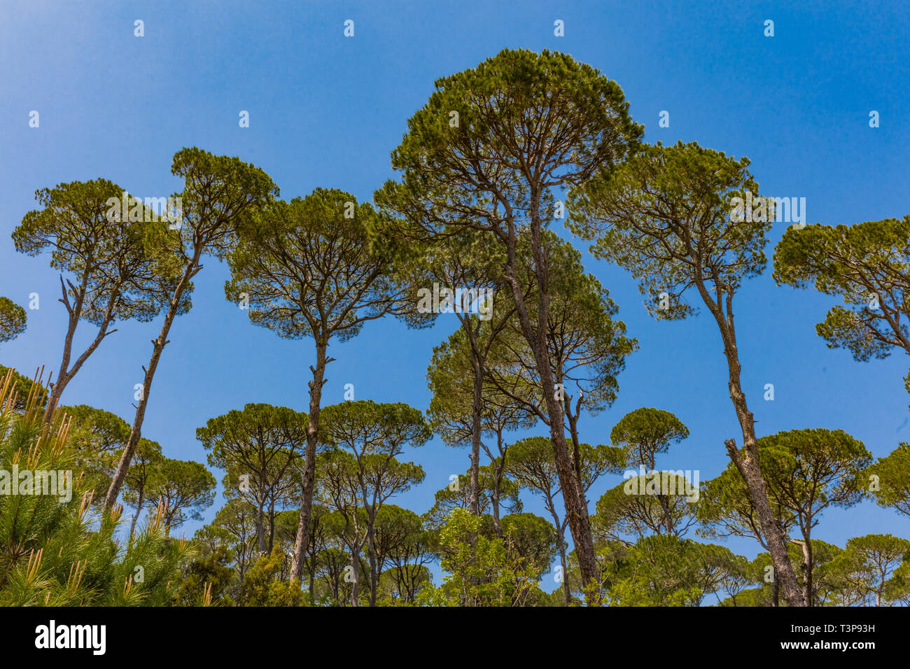 Foresta di conifere di Jezzine nel sud del Libano medio oriente Foto Stock