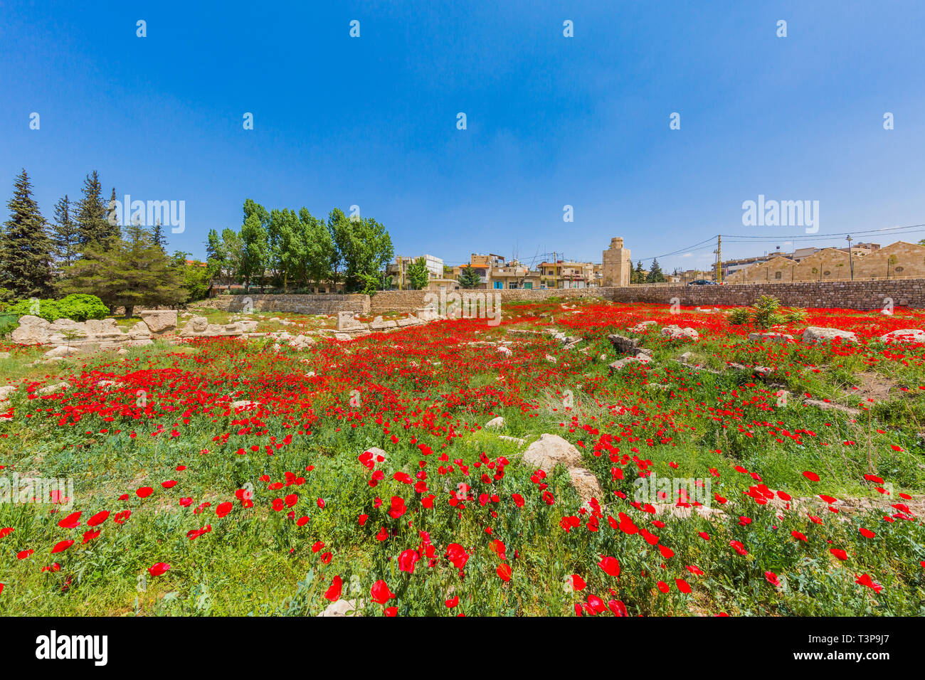 Campo di papavero di fronte le rovine romane di Baalbek nella valle di beeka Libano medio oriente Foto Stock