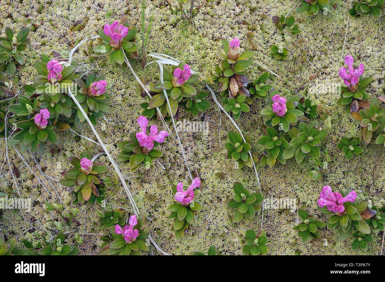 Fioritura di rododendro in un prato in montagna. Tappeto di fiori. La bellezza di Natura Foto Stock