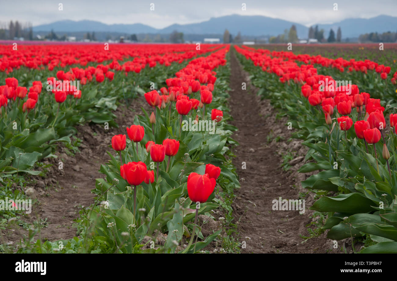 Rosso di stordimento tulip paesaggio di campo in un giorno di tempesta con enormi file di bulbi di tulipani che fiorisce in un'azienda agricola impostazione. Prese nella contea di Skagit, Wa Foto Stock