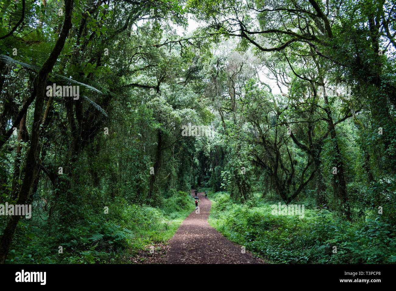 Irriconoscibile portieri maschio trasportare carichi fino a 30kg sulle loro spalle e teste in su attraverso la foresta pluviale all ombra nelle calde e umide giornata soleggiata Kilimanjaro Foto Stock