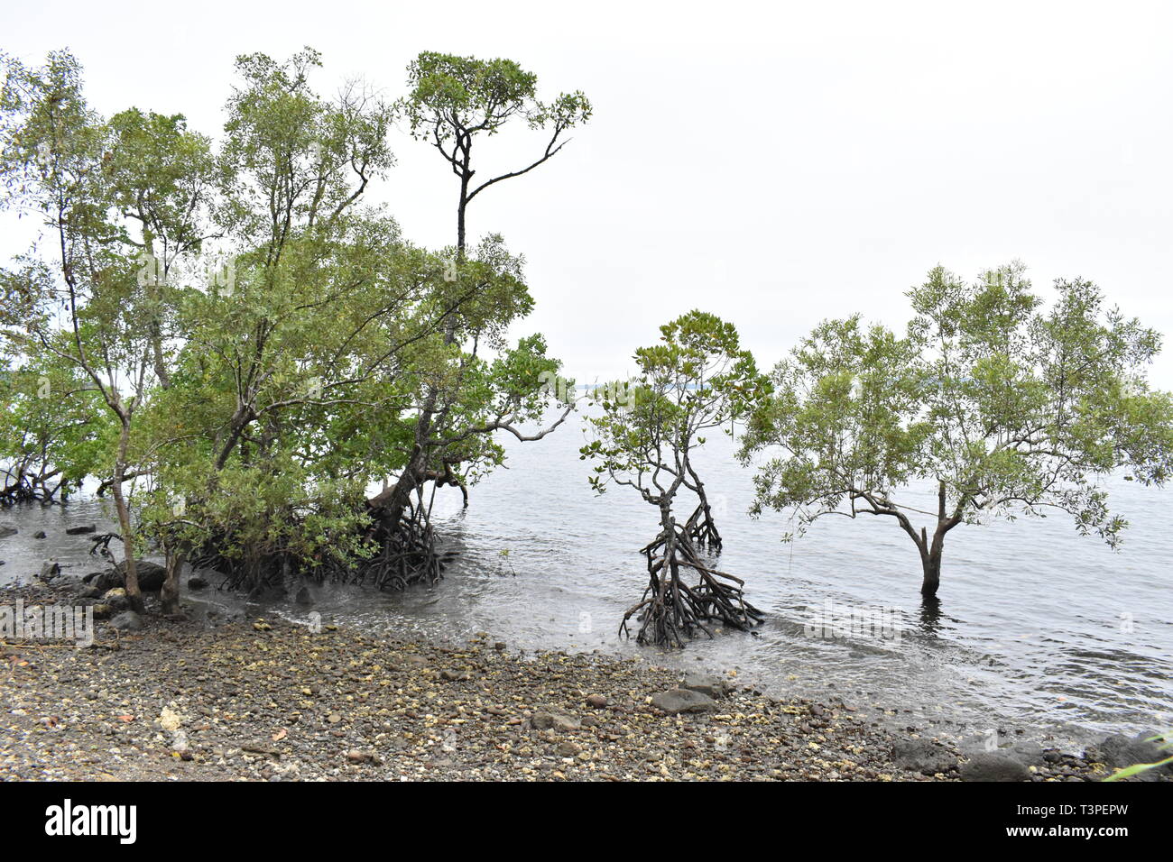 Spiaggia di mangrovie in Papua Nabire Indonesia Foto Stock