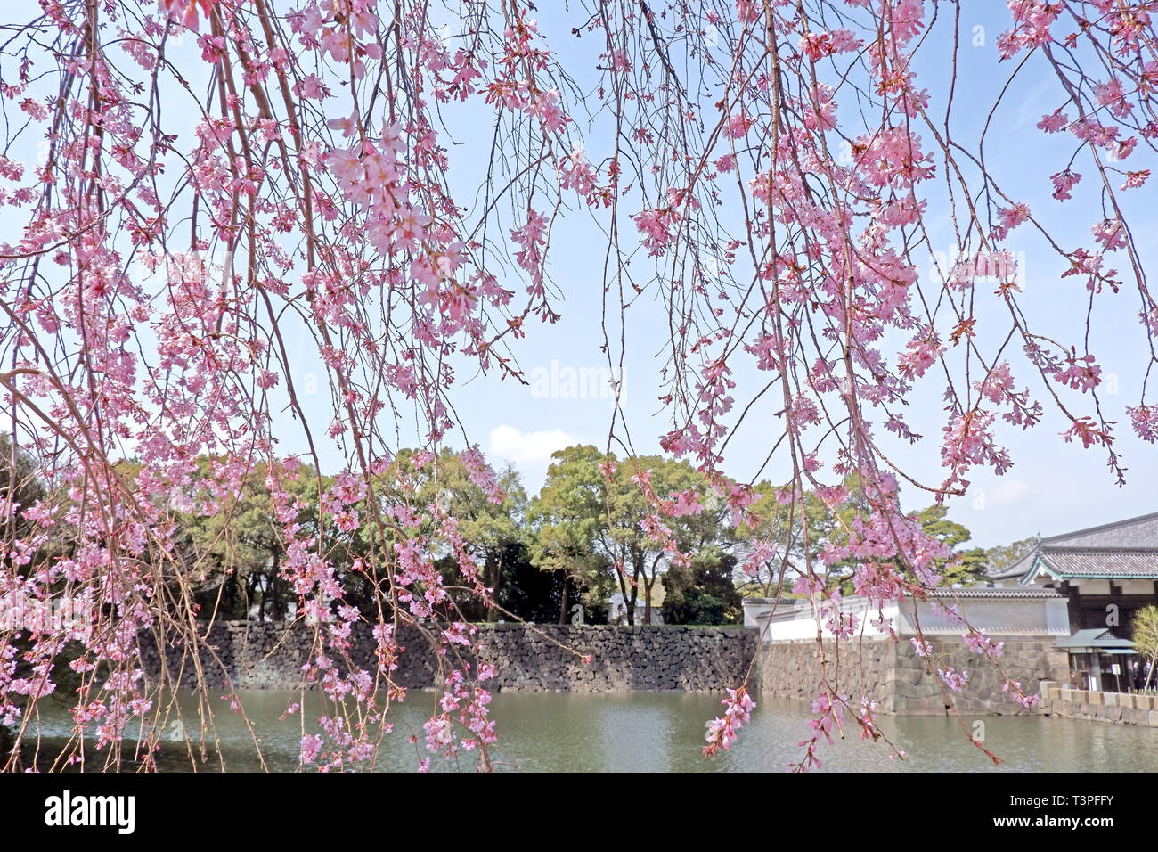 Il tradizionale edificio del castello e rosa sakura cherry blossom fiori a Tokyo Foto Stock