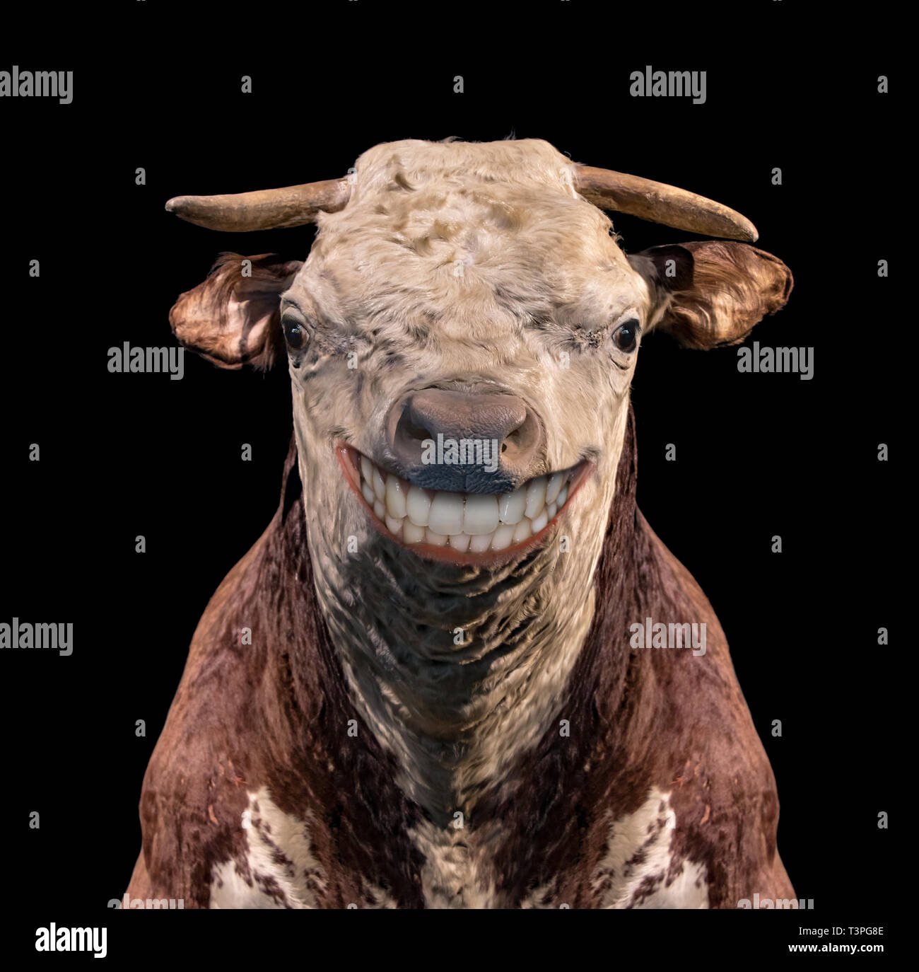 Ritratto di una mucca sorridente con denti su sfondo nero. Testa della allegro ripiene modello di vacca. Foto Stock