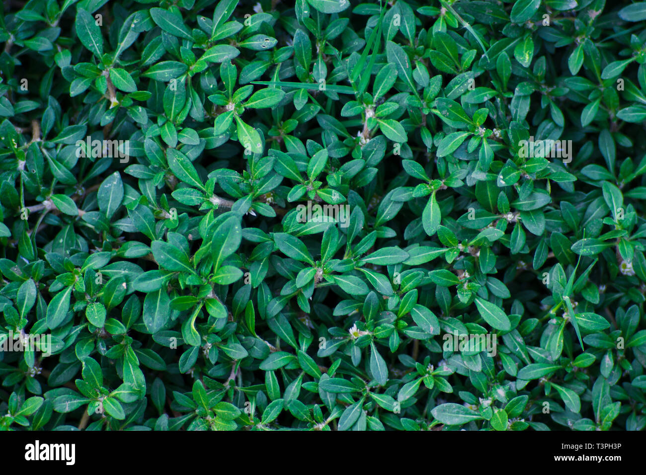 Brahma verde scuro, erba verde scuro tono. Foto Stock