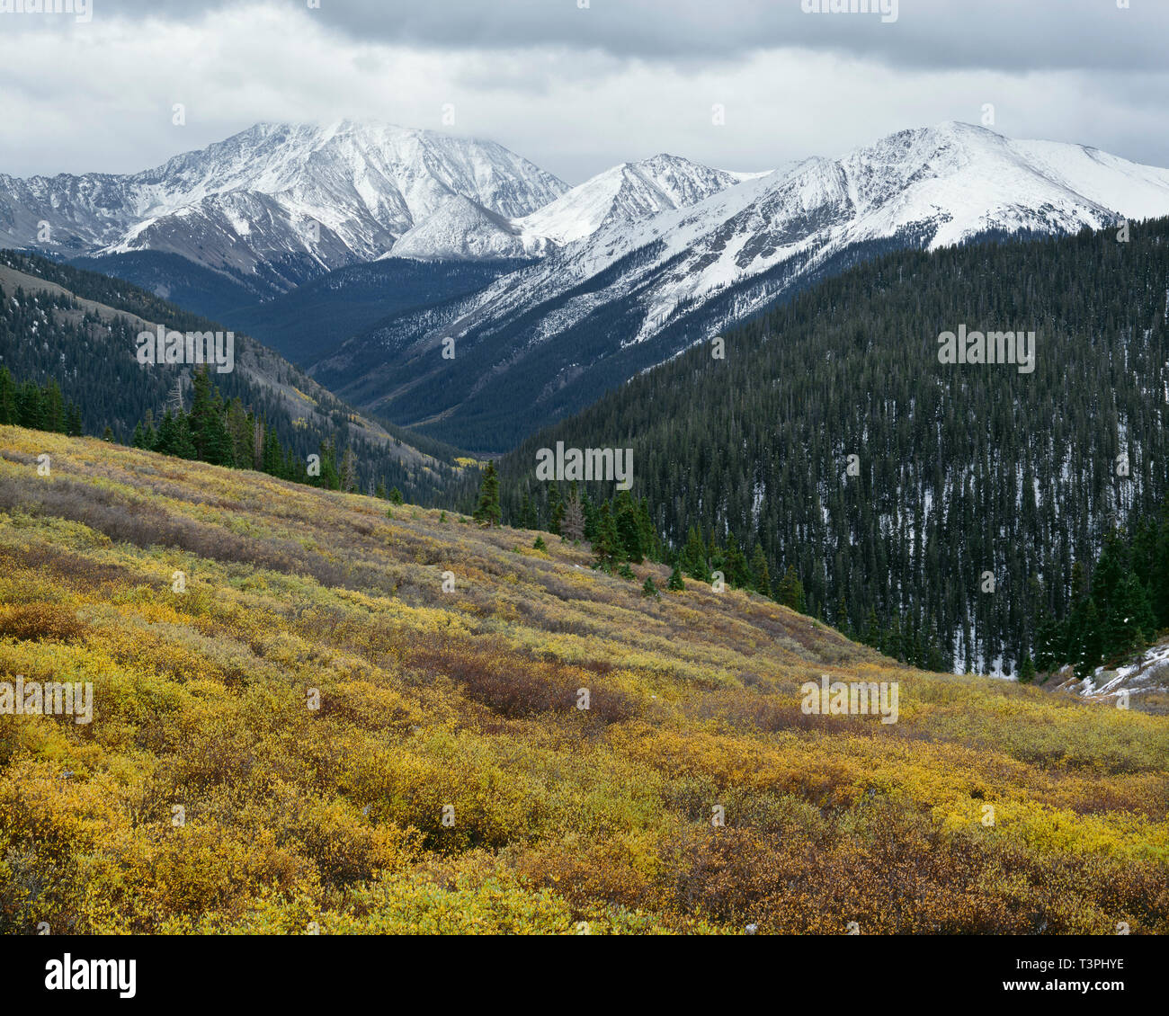 Stati Uniti d'America, Colorado, San Isabel National Forest, est Vista da vicino l'indipendenza passa con la caduta di salici colorati e distante, cime innevate. Foto Stock
