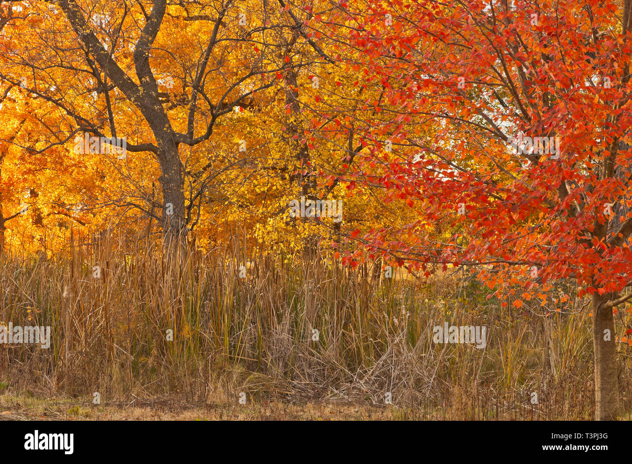 Red fogliame di un acero e colori giallo-arancio in una savana a San Louis Forest Park in autunno. Foto Stock