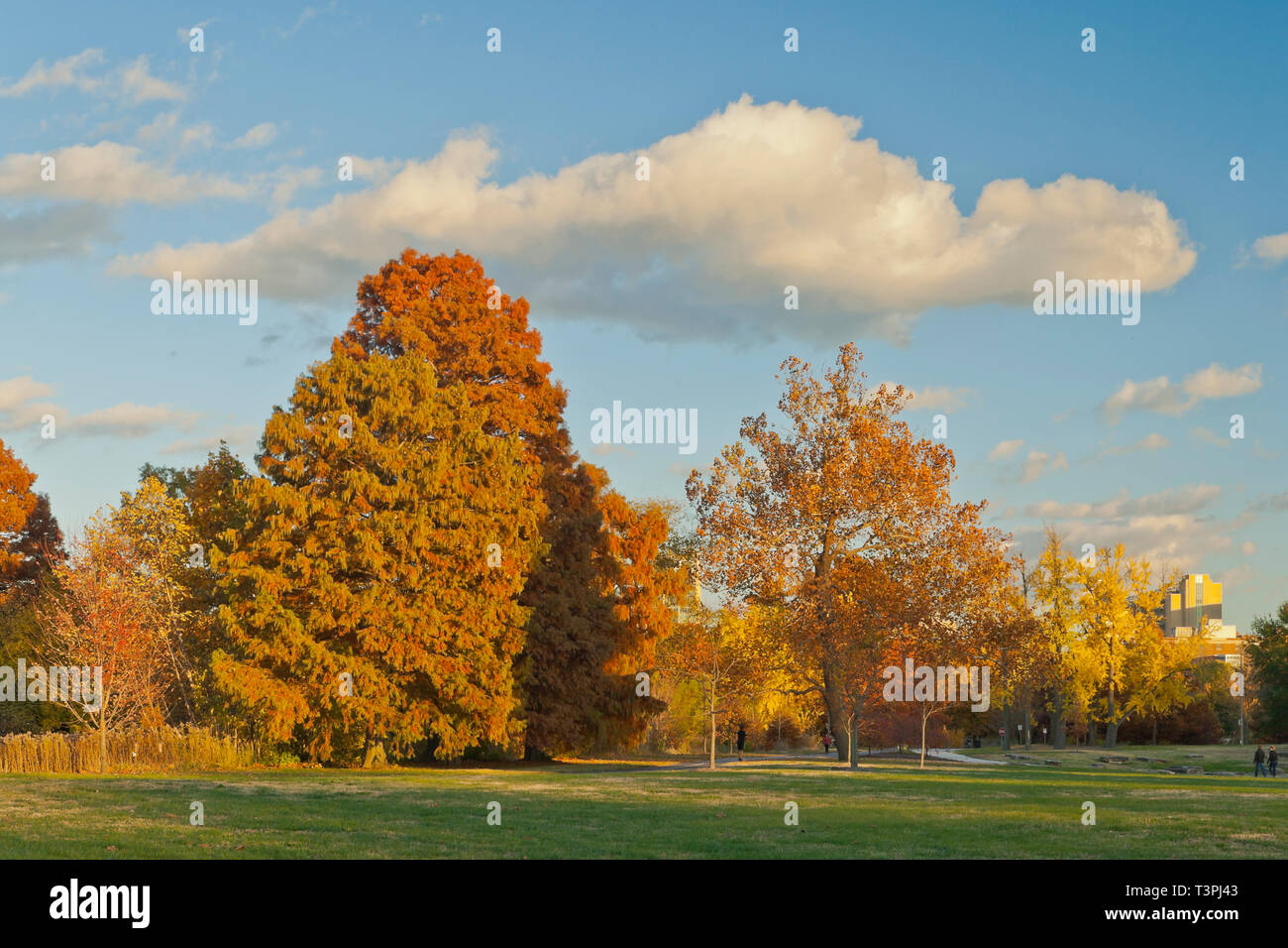 Nel tardo pomeriggio è un bel tempo per una accanto costituzionale cipresso calvo alberi sotto un cielo blu con crema nubi colorate a San Louis Forest Park Foto Stock