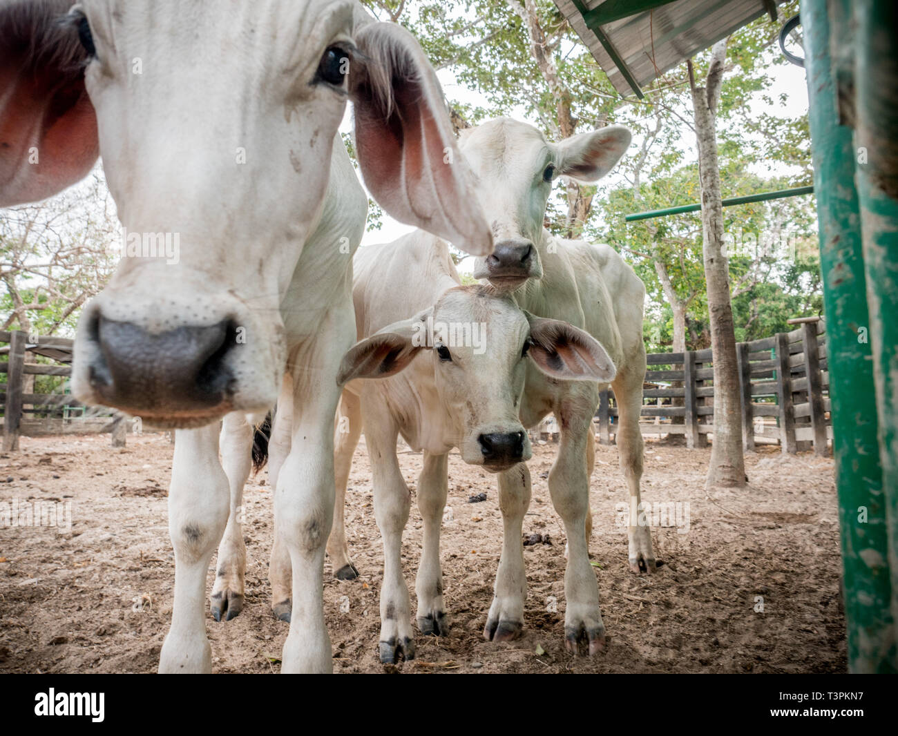 Vacche Curisous visto a El Paraíso farm. Cowboys colombiano avendo cura di vacche nella regione di Casanare, orientale della Colombia, tra l'ES, il fiume Orinoco e il confine con il Venezuela. Queste sono le pianure e i pascoli con ampia fiumi e paludi, una regione di grande biodiversità. Ma oggi è in pericolo a causa del cambiamento climatico. Foto Stock