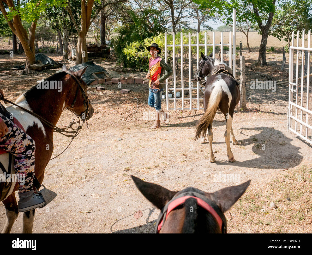 Un cow boy visto lavorare con i cavalli. Cowboys colombiano avendo cura di vacche nella regione di Casanare, orientale della Colombia, tra l'ES, il fiume Orinoco e il confine con il Venezuela. Queste sono le pianure e i pascoli con ampia fiumi e paludi, una regione di grande biodiversità. Ma oggi è in pericolo a causa del cambiamento climatico. Foto Stock