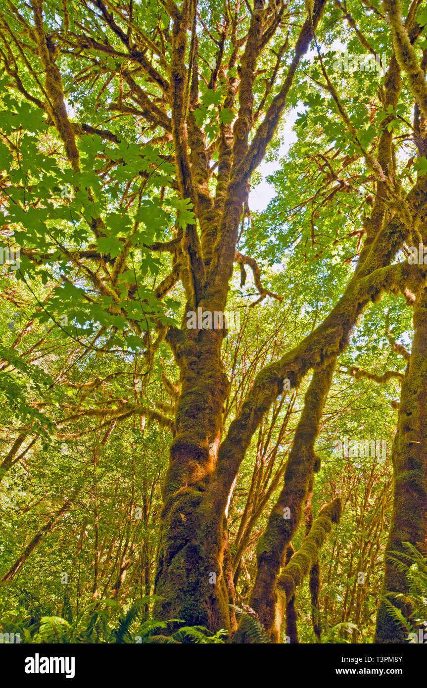 Alberi in costiera foresta di pioggia del nord della California Foto Stock