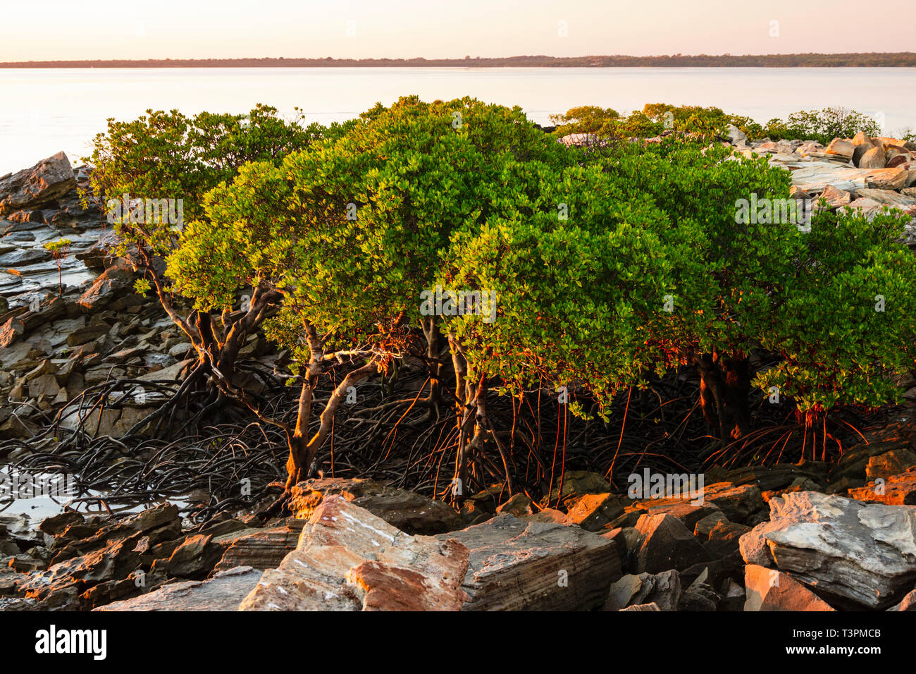 Mangrovie fodera costa rocciosa all alba Dampier Peninsular, Australia occidentale Foto Stock