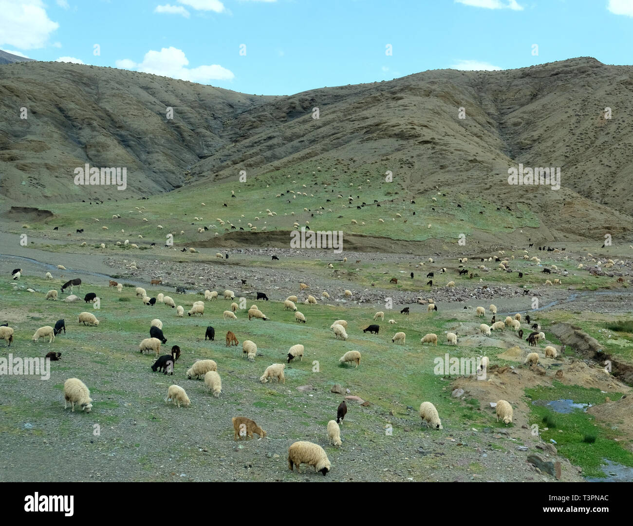 Bianco, nero e marrone di ovini e caprini che pascolano in contrafforti e dalle pianure alle montagne dell'Atlante in Marocco Foto Stock