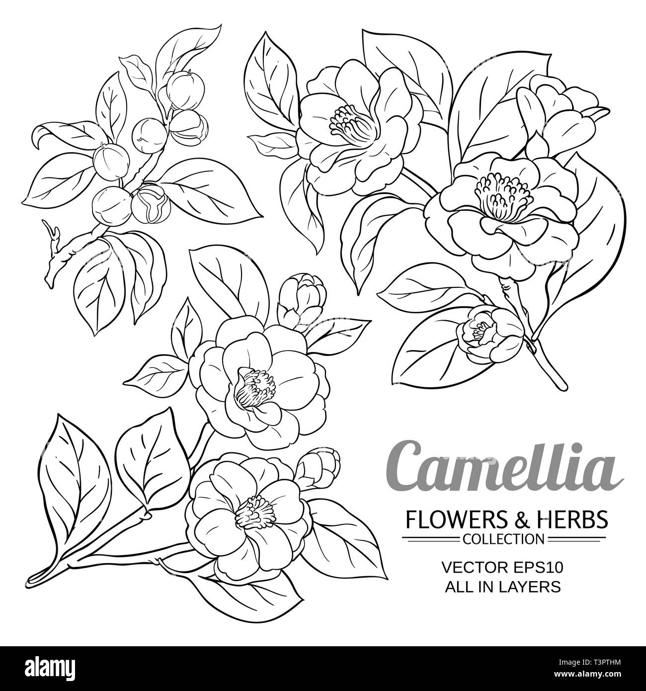Vettore di camellia impostato su sfondo bianco Illustrazione Vettoriale